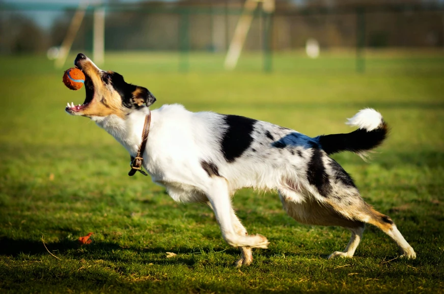 AI-Powered SEO Strategy for Dog Training and Boarding Businesses